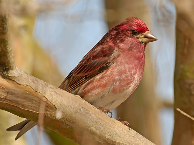 Nc Finches