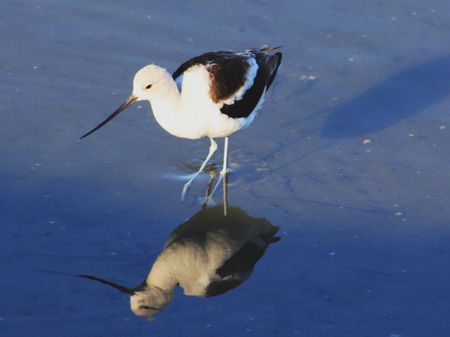  - American_Avocet