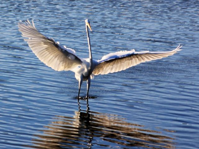  - Great_Egret