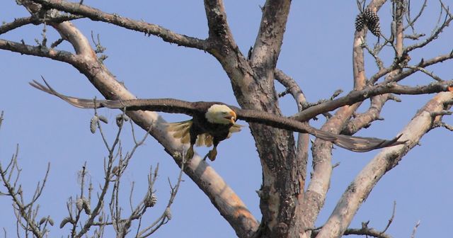 English Eagle