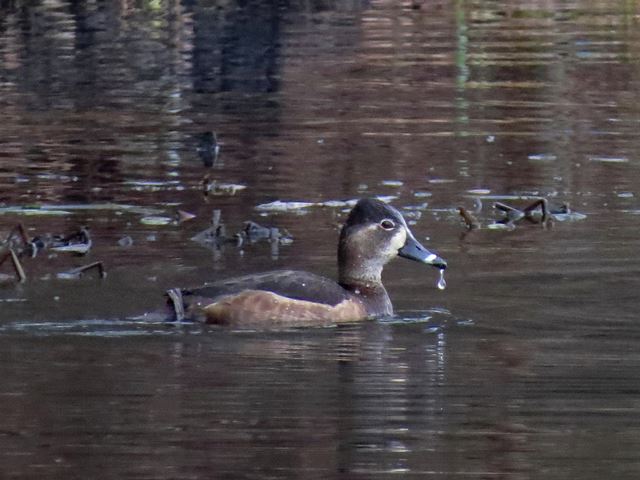  - Ring-necked_Duck_female_ringneck