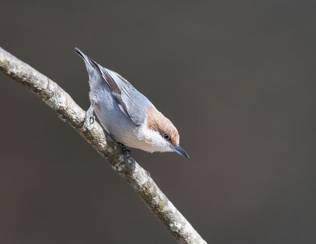 Brown Headed Nuthatch