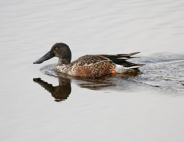 Northern Shoveler