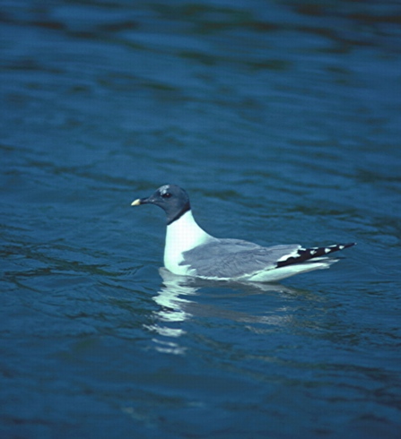 Sabine's Gull
