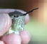 Broad-tailed Hummingbird