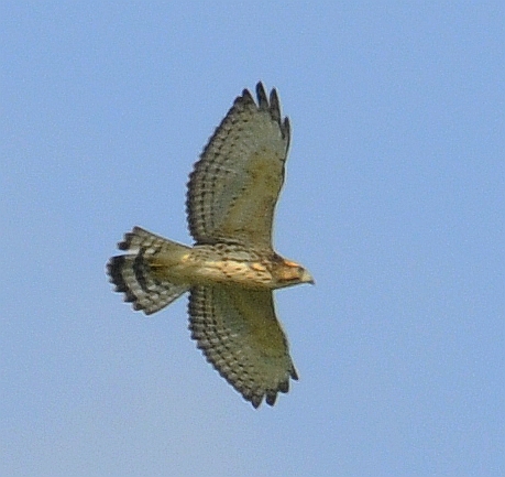 Mississippi Kite Hawk