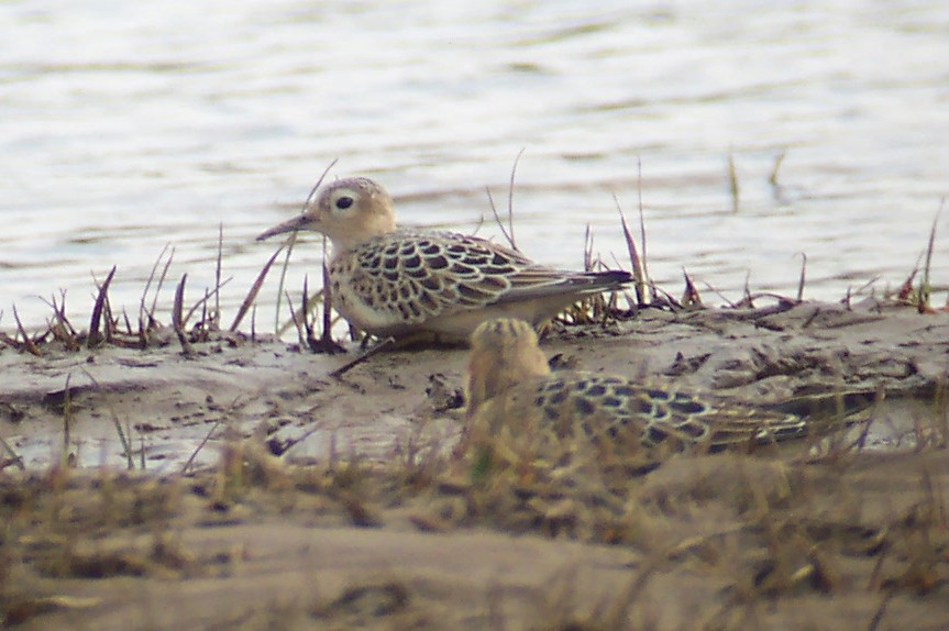 Buff-breasted Sandpipers