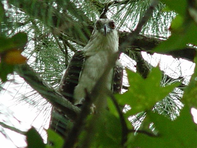Osprey