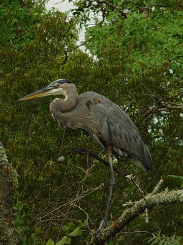 Great Blue Heron