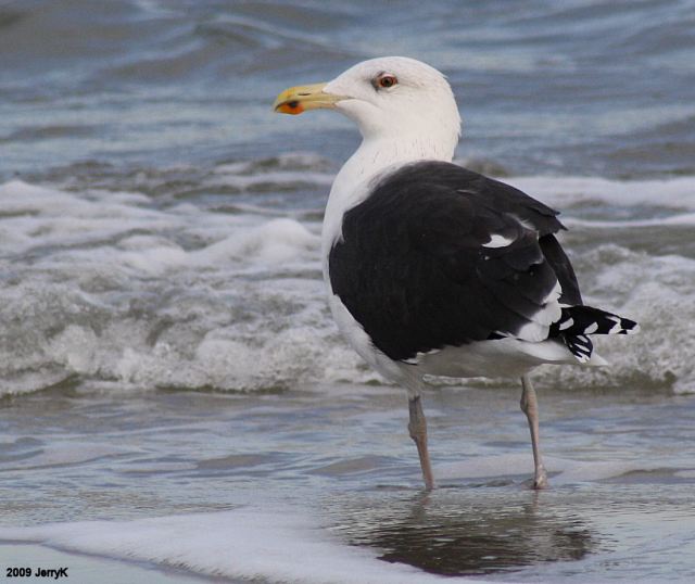 Black Backed Seagull