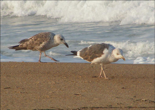Lesser Black-backed Gull