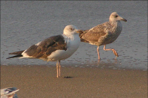 Second-year Lesser Black-backed Gull