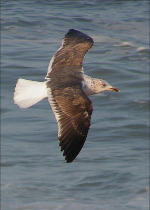 Second-year Lesser Black-backed Gull
