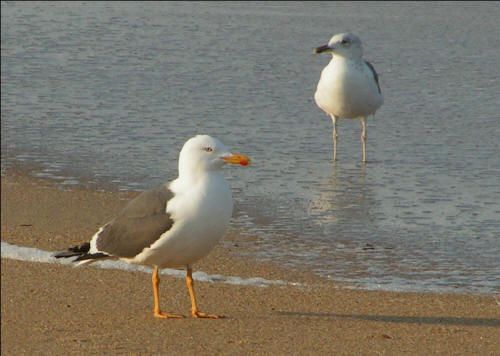 Adult Lesser Black-backed Gull