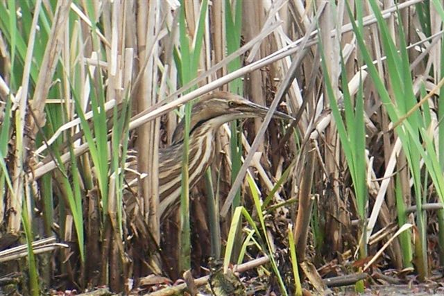 American Bittern