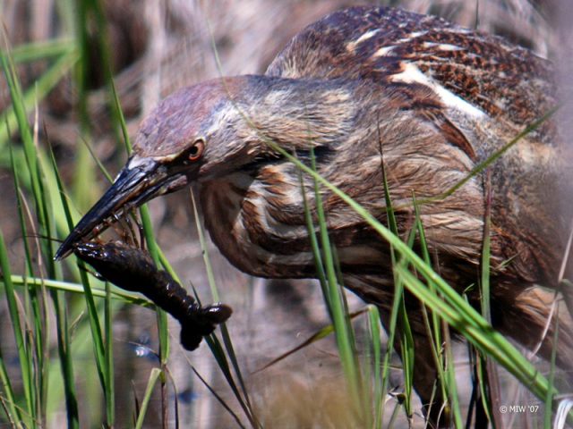 American Bittern