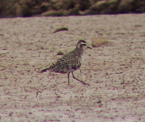 American Golden-Plover