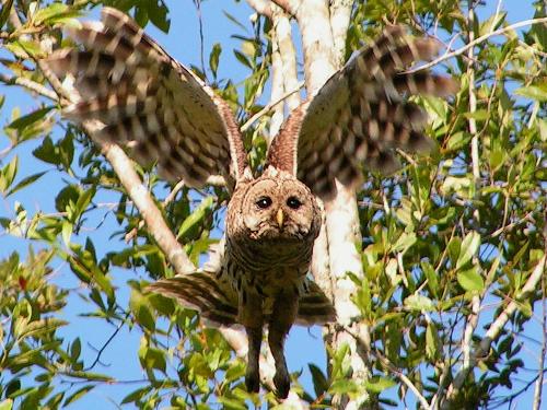 Barred Owl