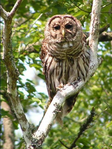 Barred Owl