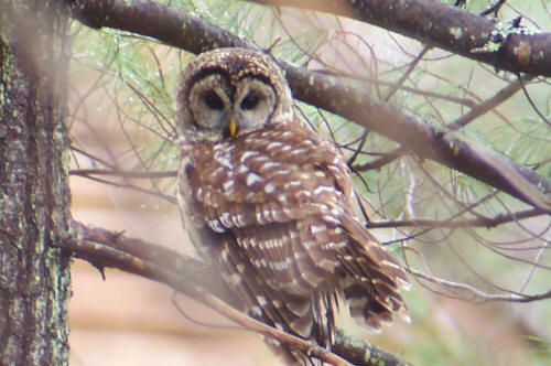 Barred Owl