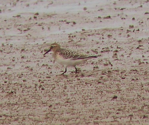 Baird's Sandpiper