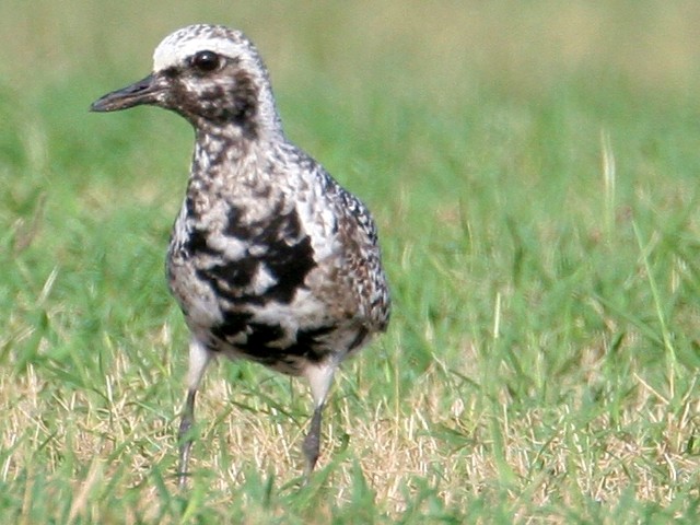 Black-bellied Plover