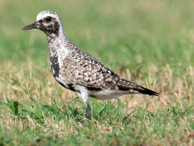 Black-bellied Plover