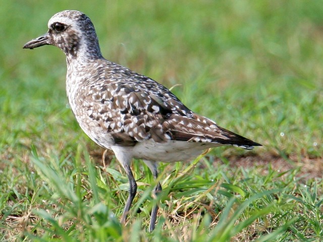 Black-bellied Plover