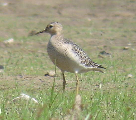 Buff-breasted Sandpiper