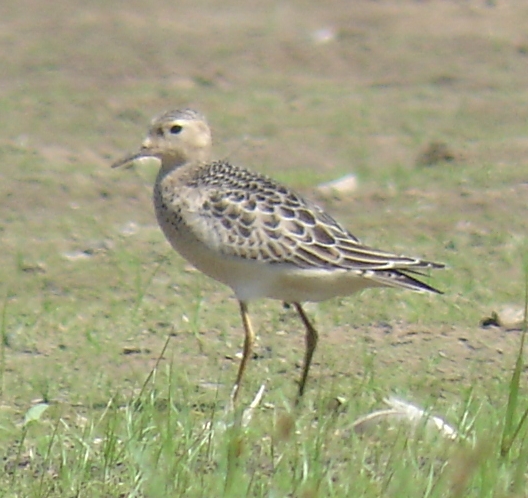 Buff-breasted Sandpiper