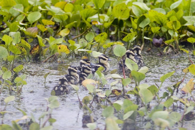 Black-bellied Whistling-Duck