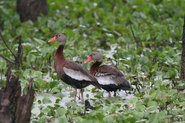 Black-bellied Whistling-Duck