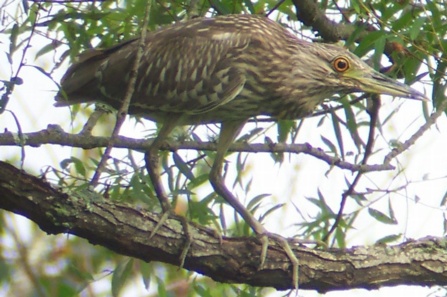 Black-crowned Night-Heron