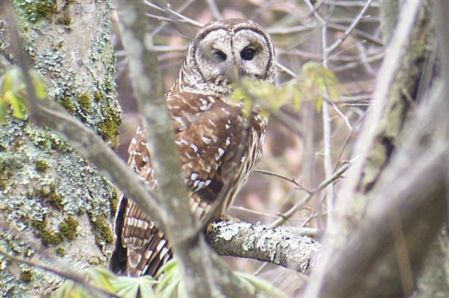Barred Owl