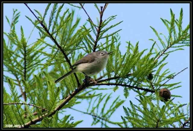Blue-gray Gnatcatcher