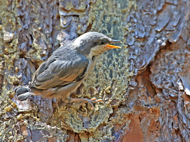 Brown-headed Nuthatch