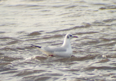 Black-headed Gull