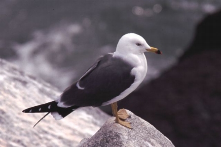 Black-tailed Gull