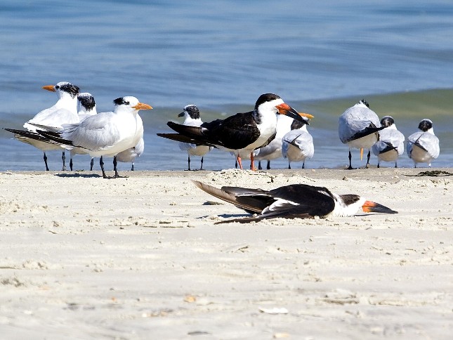 Black Skimmers