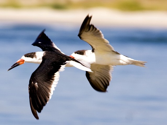 Black Skimmers