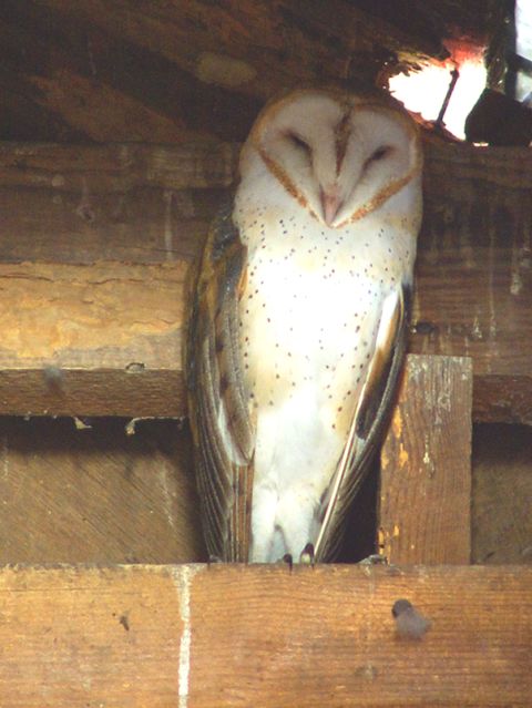 Barn Owl