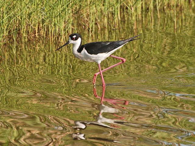 Black-necked Stilt