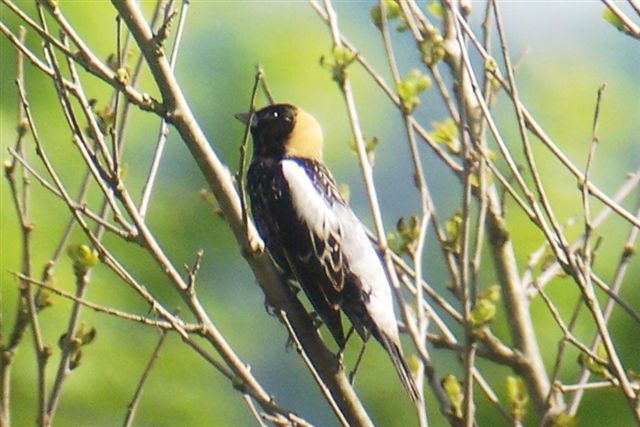 Bobolink