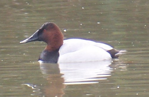 Canvasback