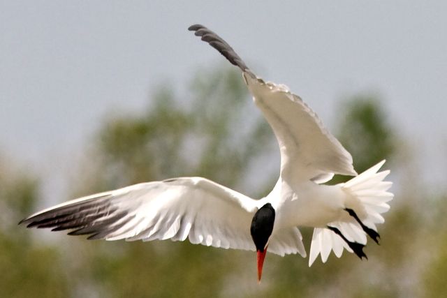 Caspian Tern