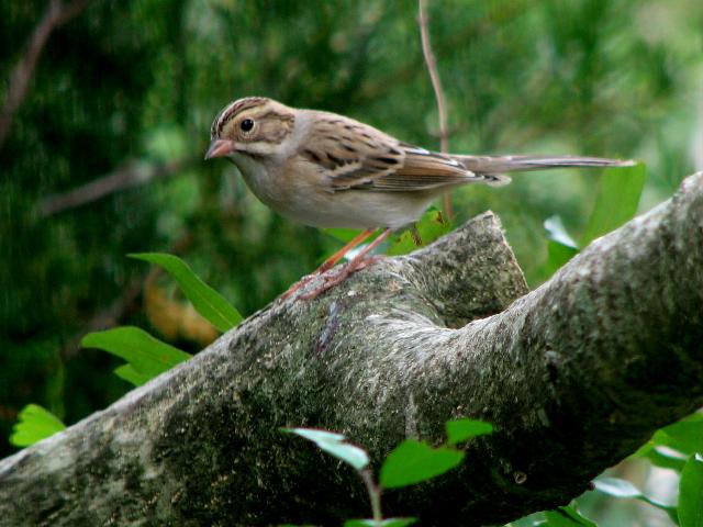 Clay-colored Sparrow