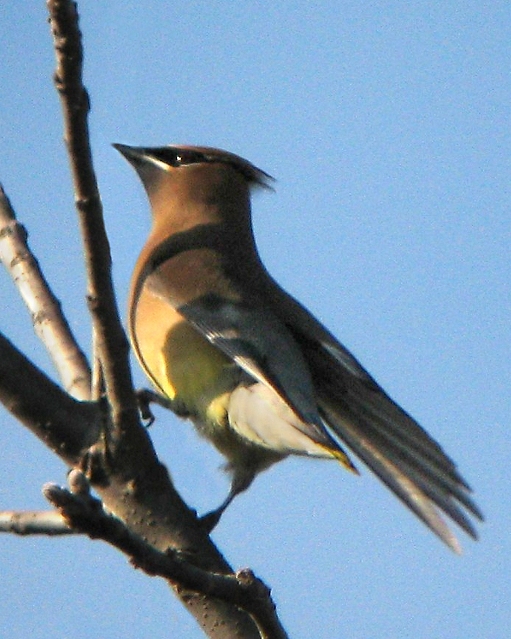Cedar Waxwing