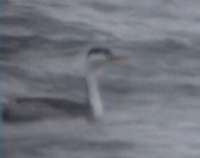 Clark's Grebe, Cape Hatteras, NC