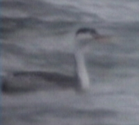 Clark's Grebe, Cape Hatteras, NC