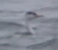 Clark's Grebe, Cape Hatteras, NC